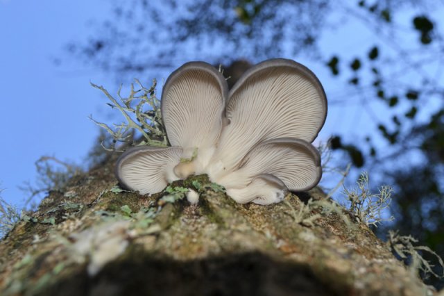 Pleurotus ostreatus